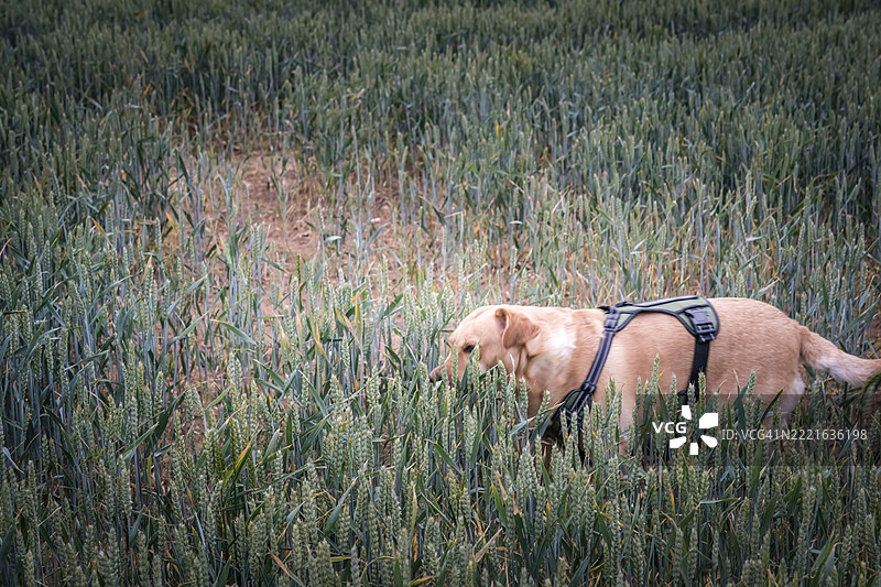 年轻的金色拉布拉多猎犬母犬图片素材