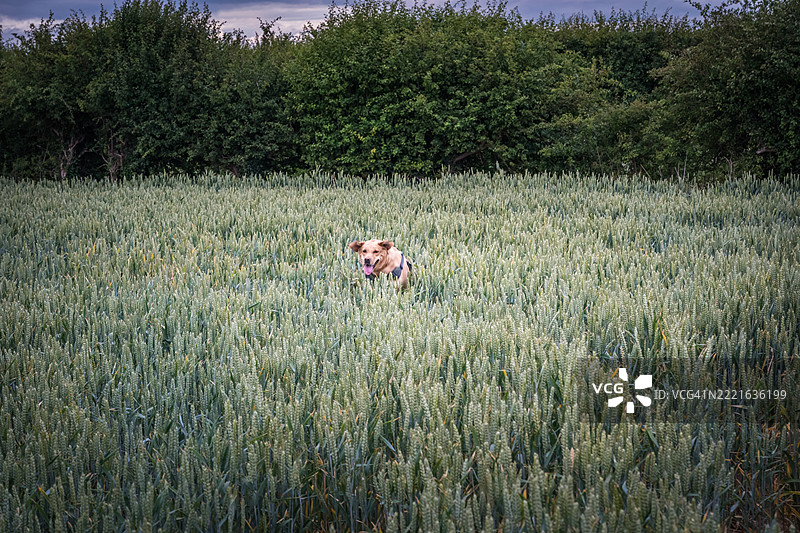 年轻的金色拉布拉多猎犬母犬图片素材