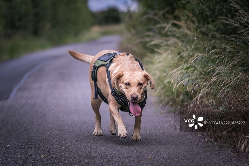 年轻的金色拉布拉多猎犬母犬图片素材