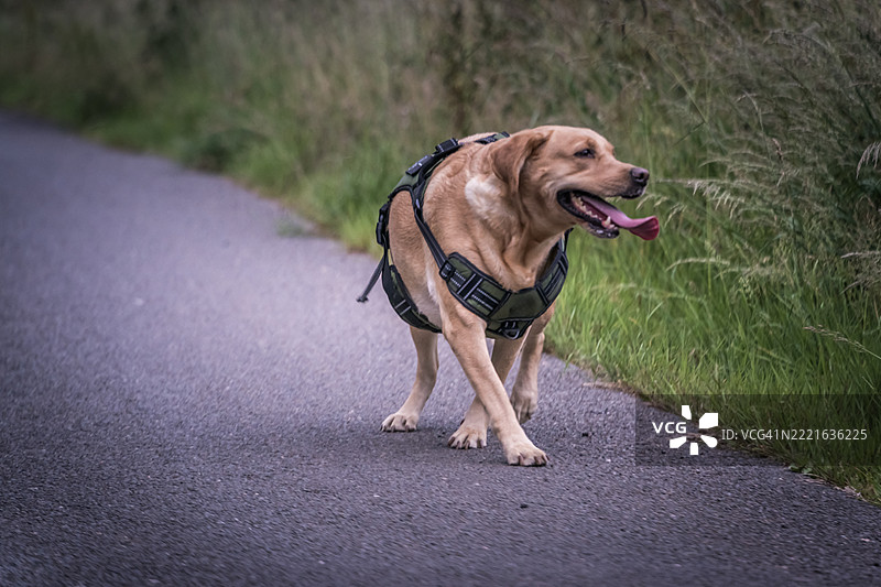 年轻的金色拉布拉多猎犬母犬图片素材