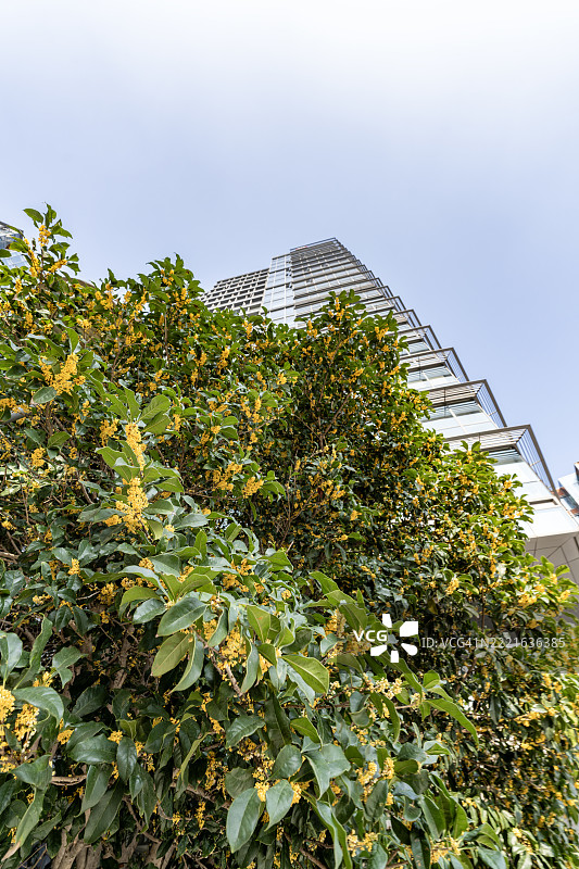 覆盖植物的立面向天空延伸 - 上海图片素材