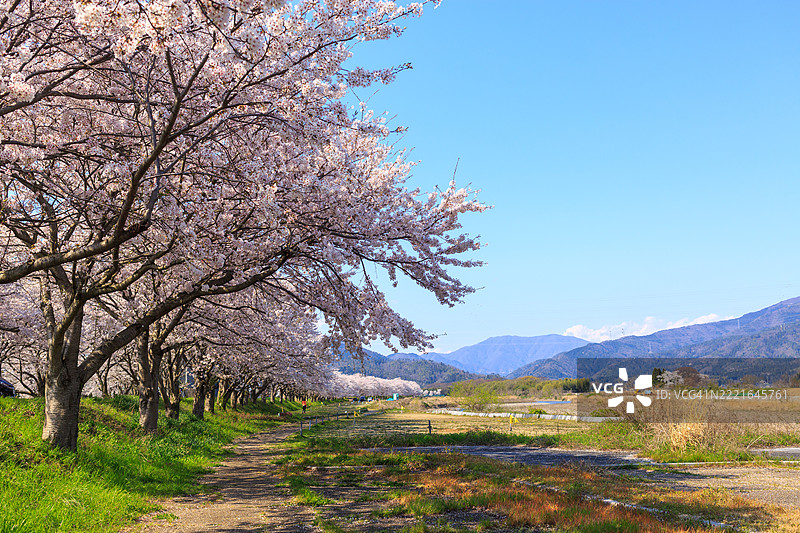 樱花盛开的街道图片素材
