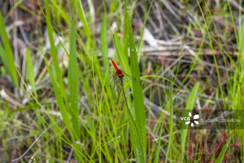 猩红矮蜻蜓栖息在叶子上图片素材