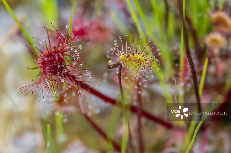 圆叶捕虫草 — 近距离特写图片素材