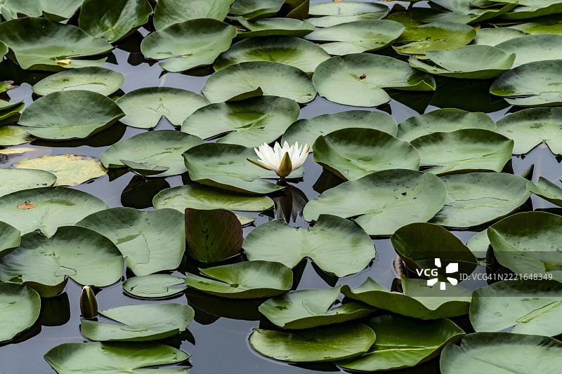 白色的睡莲花被绿色叶子环绕图片素材