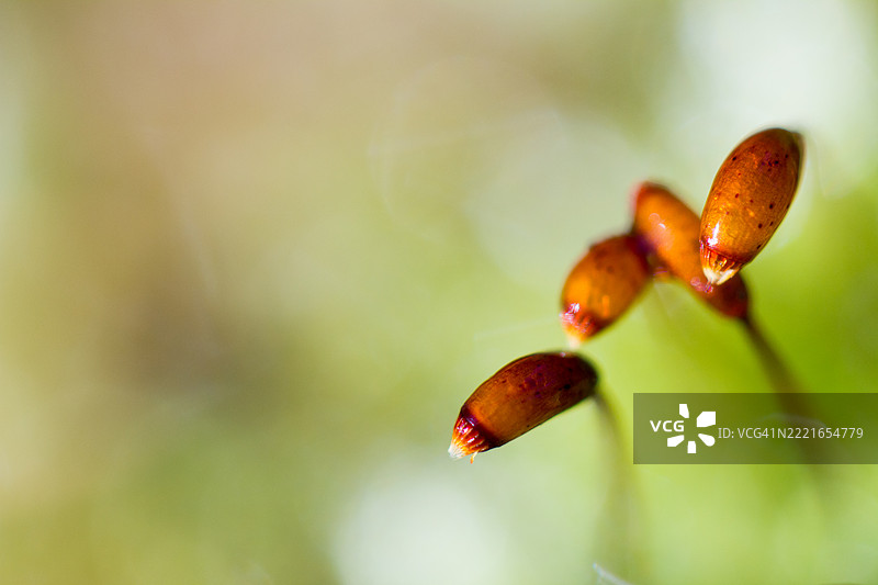 苔藓孢子体特写图片素材