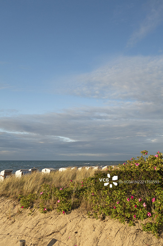 海岸风景,沙丘,沙生草,玫瑰土豆(Rosa rugosa),沙滩椅,波罗的海,波罗的海度假胜地,库尔伦斯博恩,罗斯托克区,梅克伦堡-前波美拉尼亚,德国,欧洲图片素材