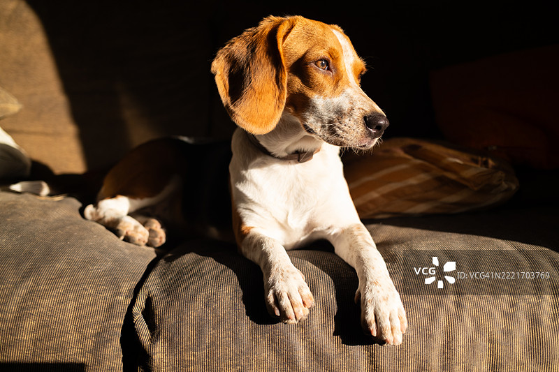 比格犬在阳光下的沙发上放松图片素材