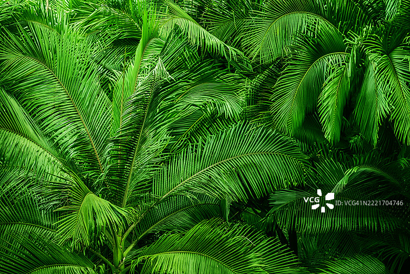 郁郁葱葱的棕榈树形成了一道绿色的墙。图片素材