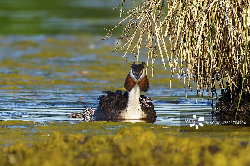 一只带着小鸟的冠鸊鷉正面视图，冠鸊鷉（Podiceps Scalloped ribbonfish），与小鸟，野生动物，德国，欧洲图片素材