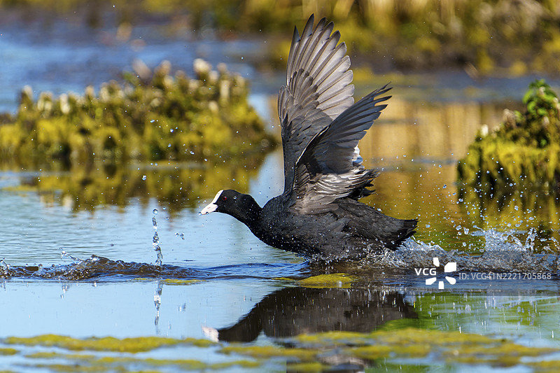展开翅膀的欧亚水鸡在水中疾驰，背景中有植物和倒影，水鸡（Fulica atra），野生动物，德国，欧洲图片素材