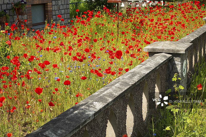 各种植物、花卉,前花园,弗里德里希·博尔克瓦特街,波罗的海,波罗的海度假区,库尔伦斯博恩,罗斯托克区,梅克伦堡-前波美拉尼亚,德国,欧洲图片素材