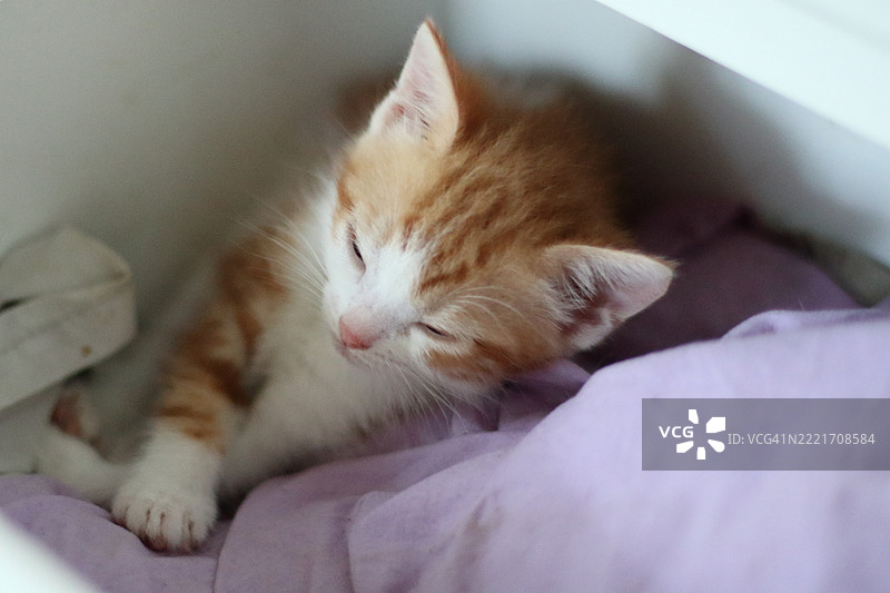 红色小猫在睡觉图片素材