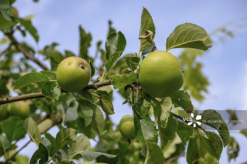 绿色苹果和叶子映衬在蓝天之下，显示出一棵健康的果树，韦塞克，明斯特兰，德国图片素材