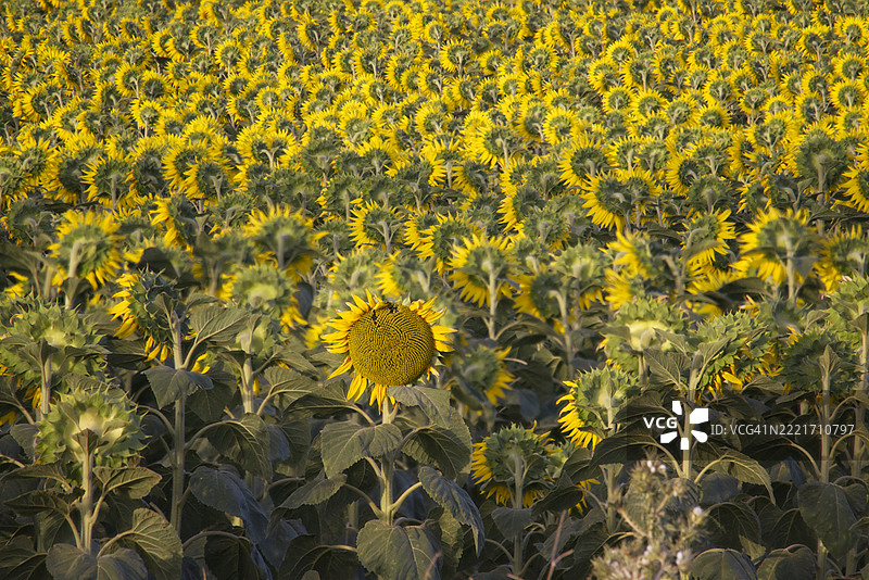 黄色向日葵田的特写图片素材