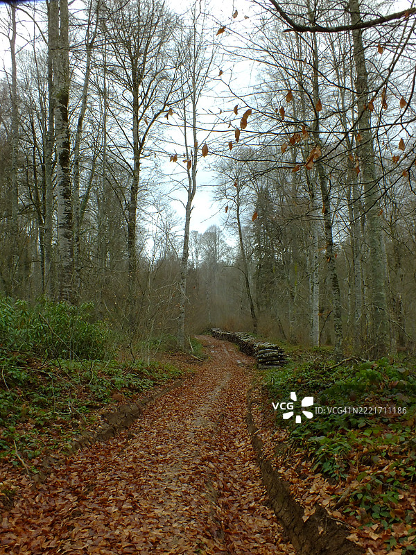 秋天森林中的树木图片素材