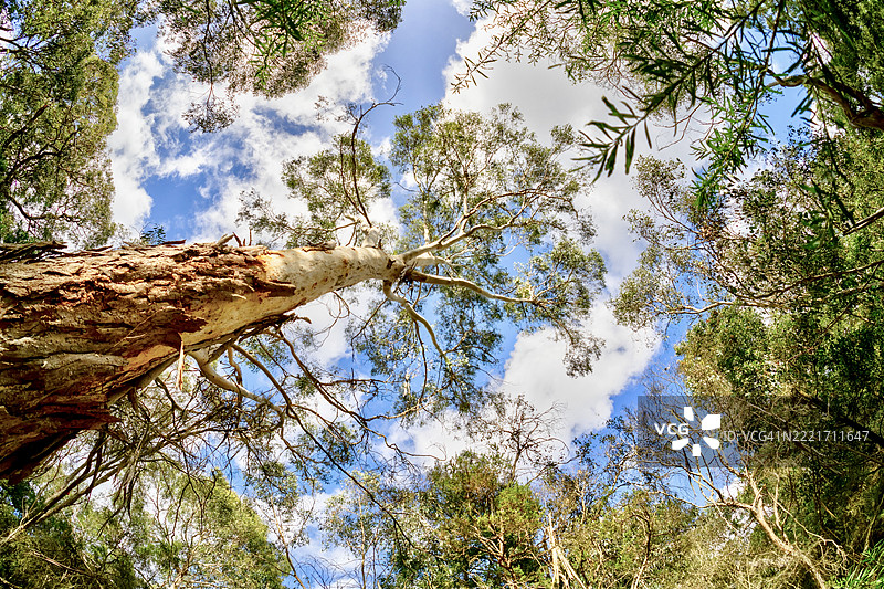 低角度视图的树木与天空，澳大利亚维多利亚州的韦弗利山图片素材