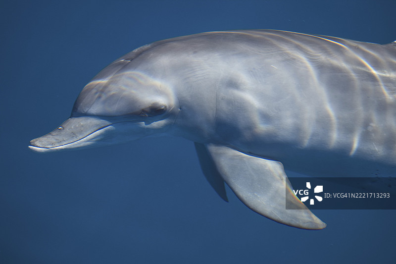 一只优雅地在蓝色海洋环境中游泳的海豚，宽吻海豚（tursiops truncatus），印度洋，留尼旺岛，法国，非洲图片素材