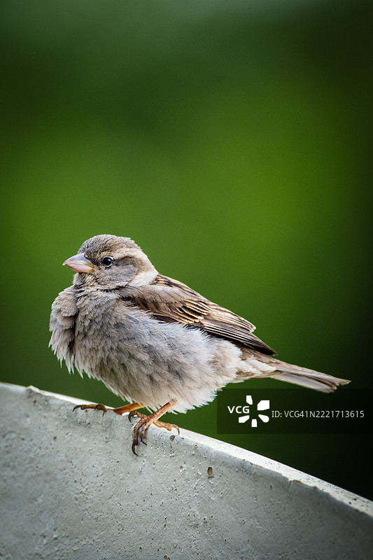 近距离拍摄的歌鹃栖息在栏杆上，克拉约瓦，多尔日，罗马尼亚图片素材