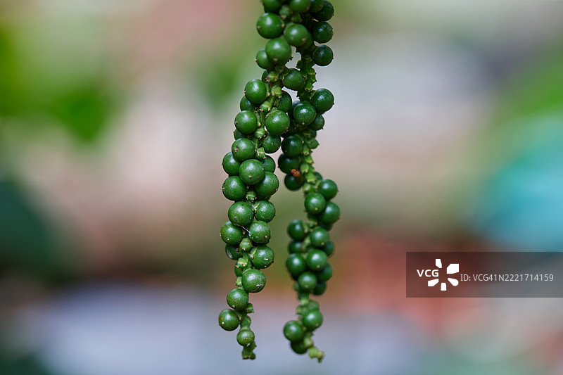 未成熟的胡椒果在植物上特写镜头图片素材
