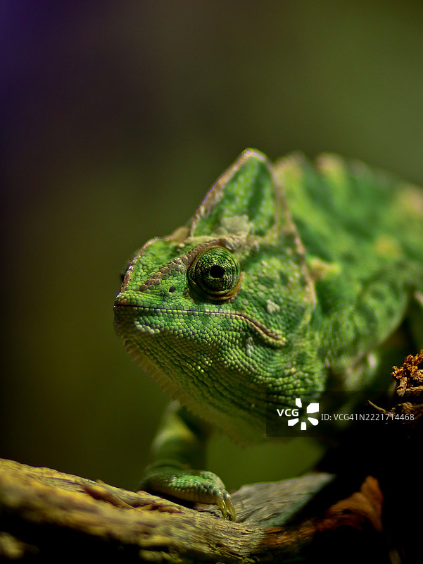 树枝上的变色龙特写图片素材