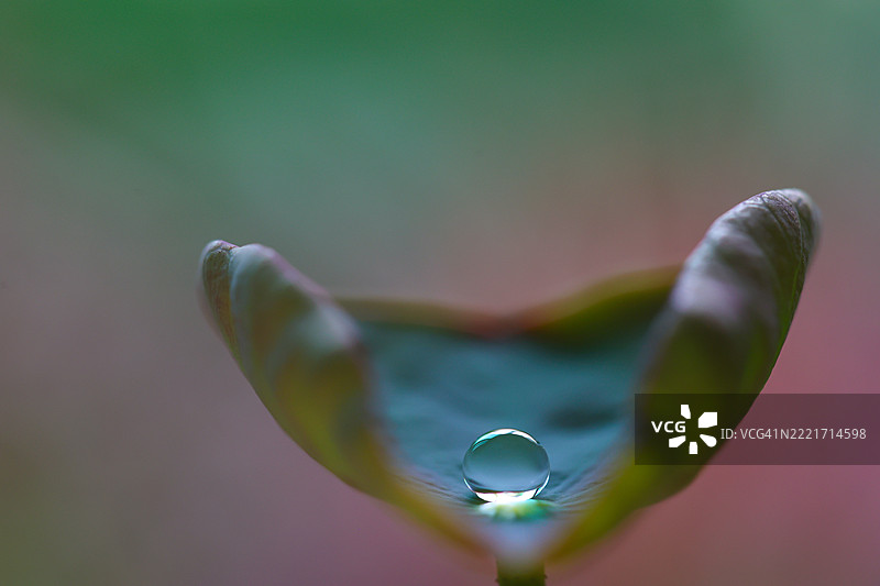 叶子上的水滴特写图片素材