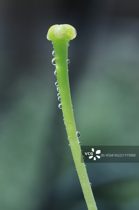 湿润植物的特写，德黑兰，德黑兰省，伊朗图片素材