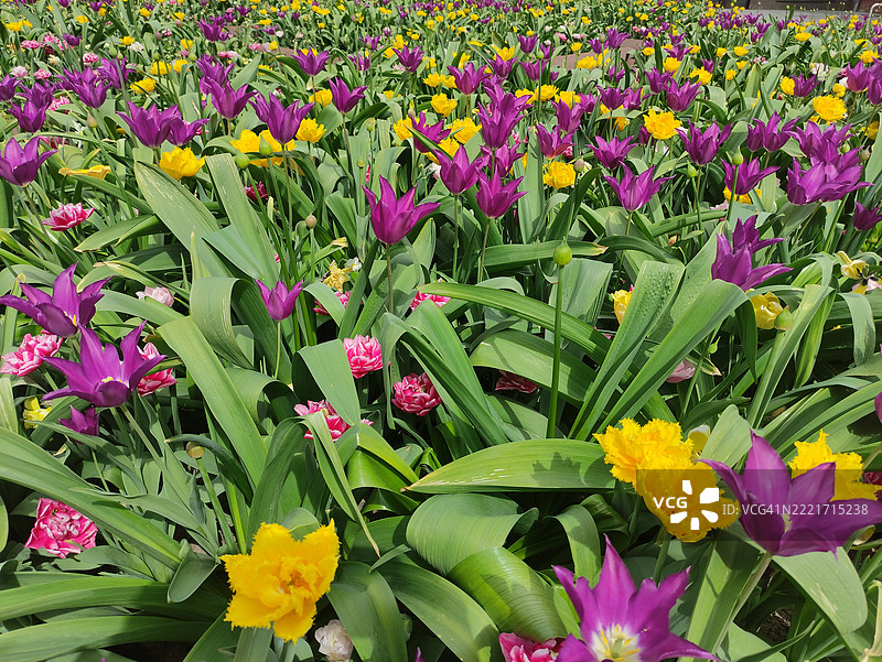 紫色开花植物的高角度视图，立陶宛考纳斯县图片素材