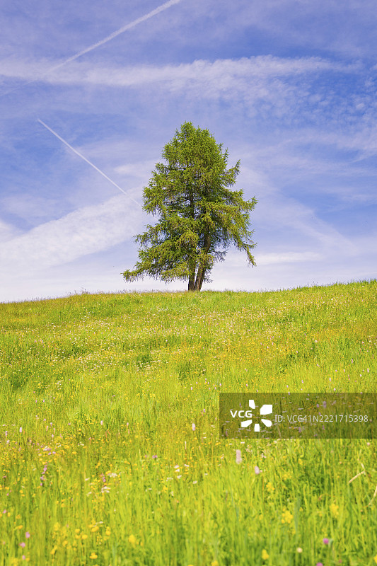 阿尔卑斯山塞乌西高原的蓝天下，盛开的草地上孤独的树木，意大利南蒂罗尔，多洛米蒂山脉，欧洲图片素材
