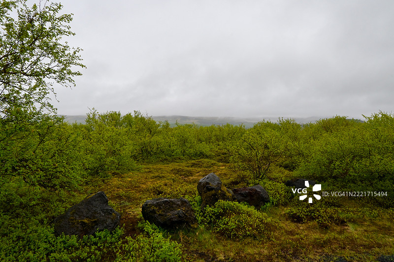 冰岛天空下的田野树木图片素材