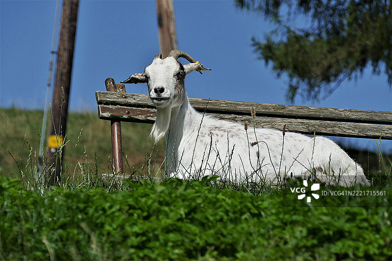 在田野上站着的羊的肖像，纽约州水牛城，美国图片素材