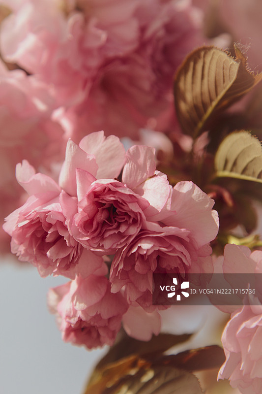 乌克兰的粉色花朵特写图片素材