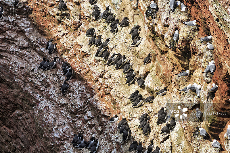 海鸥和海雀（uria aalge）在鸟类悬崖上，陡峭的海岸，赫利戈兰岛，石勒苏益格-荷尔斯泰因，德国，欧洲图片素材