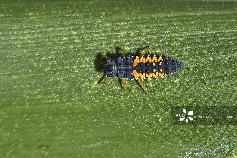 七星瓢虫幼虫(Coccinella septempunctata),益虫,生长在饲料玉米上,德国北莱茵-威斯特法伦州威尔斯多夫,欧洲图片素材