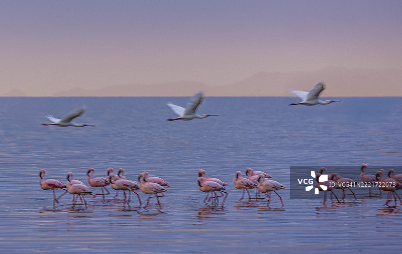 黄昏时分的火烈鸟，纳特龙湖，坦桑尼亚图片素材