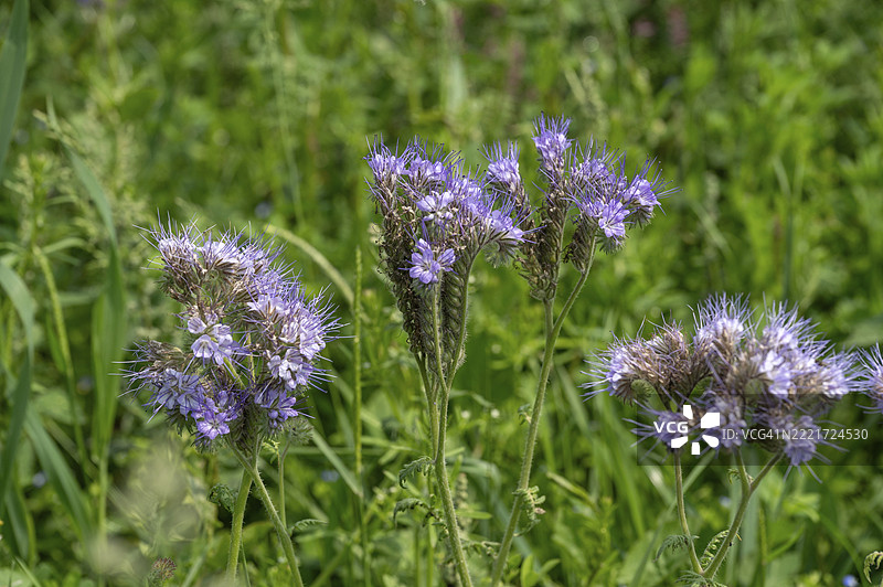 蜜蜂朋友（紫花地丁），德国巴伐利亚，欧洲图片素材