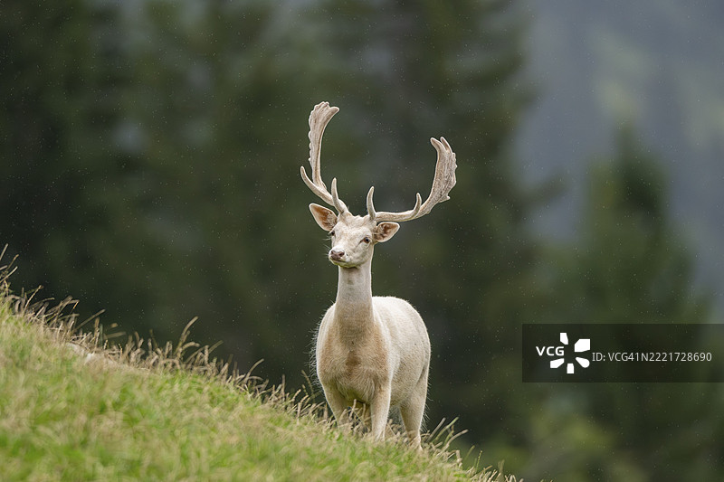 欧洲梅花鹿（Dama dama）雄鹿在草地上，蒂罗尔，基茨比厄尔，奥拉赫野生动物园，奥地利，欧洲图片素材