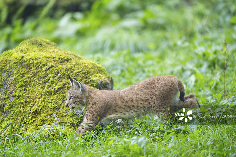 巴伐利亚，德国，欧洲的草地上，一只欧亚猞猁（Lynx lynx）幼崽。图片素材