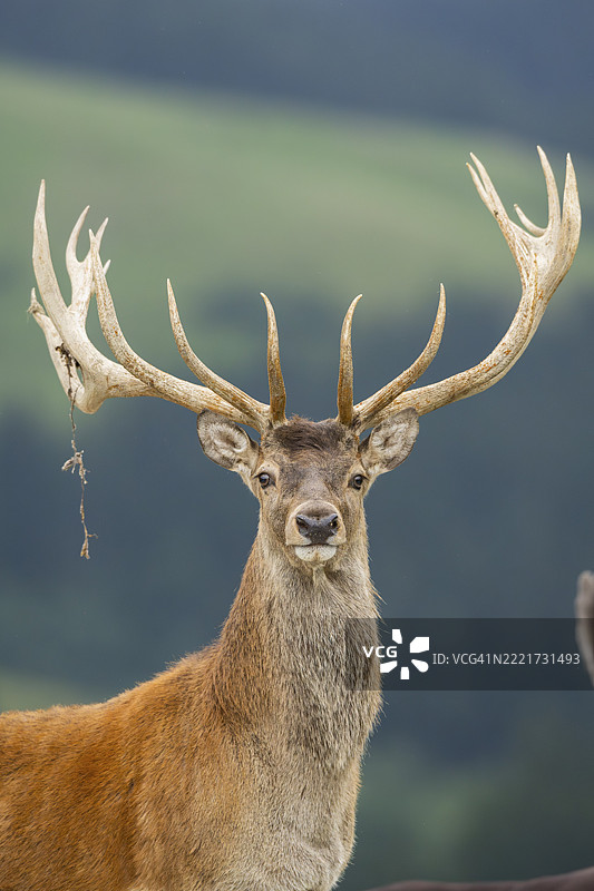 红鹿（Cervus elaphus）雄鹿，肖像，蒂罗尔，基茨比厄尔，奥拉赫野生公园，奥地利，欧洲图片素材