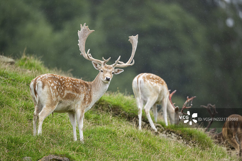 欧洲梅花鹿（Dama dama）雄鹿在草地上，蒂罗尔，基茨比厄尔，奥拉赫野生动物园，奥地利，欧洲图片素材
