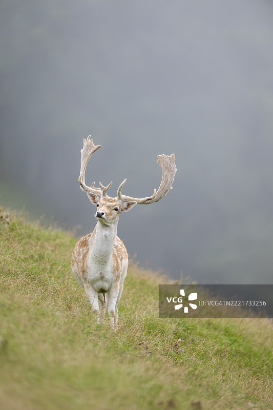 欧洲梅花鹿（Dama dama）雄鹿在草地上，蒂罗尔，基茨比厄尔，奥拉赫野生动物园，奥地利，欧洲图片素材