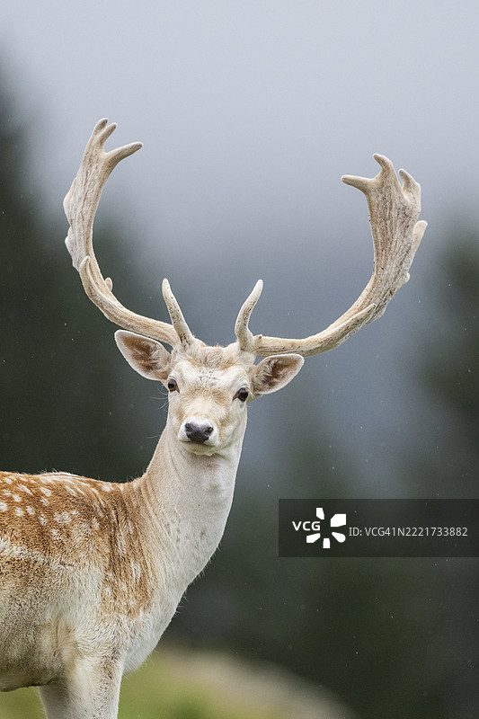 欧洲梅花鹿（Dama dama）雄鹿，肖像，蒂罗尔，基茨比厄尔，奥拉赫野生动物园，奥地利，欧洲图片素材