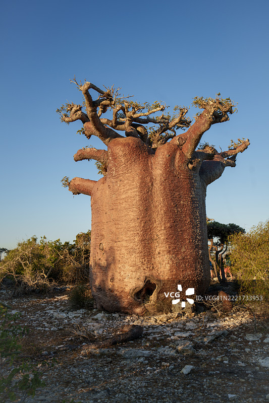 大猴面包树，树干上有一个洞，几乎没有枝叶，马达加斯加。图片素材