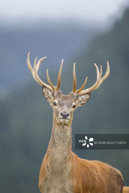 红鹿(Cervus elaphus)雄性,肖像,蒂罗尔,基茨比厄尔,奥拉赫野生公园,奥地利,欧洲图片素材