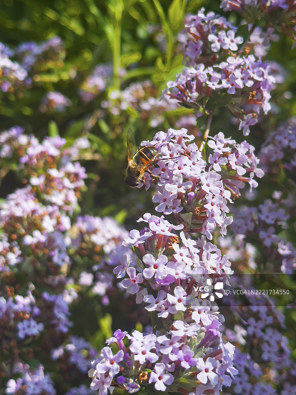 狭叶夏紫丁香，狭叶蝴蝶灌木（Buddleja alternifolia），无人机停在花上图片素材