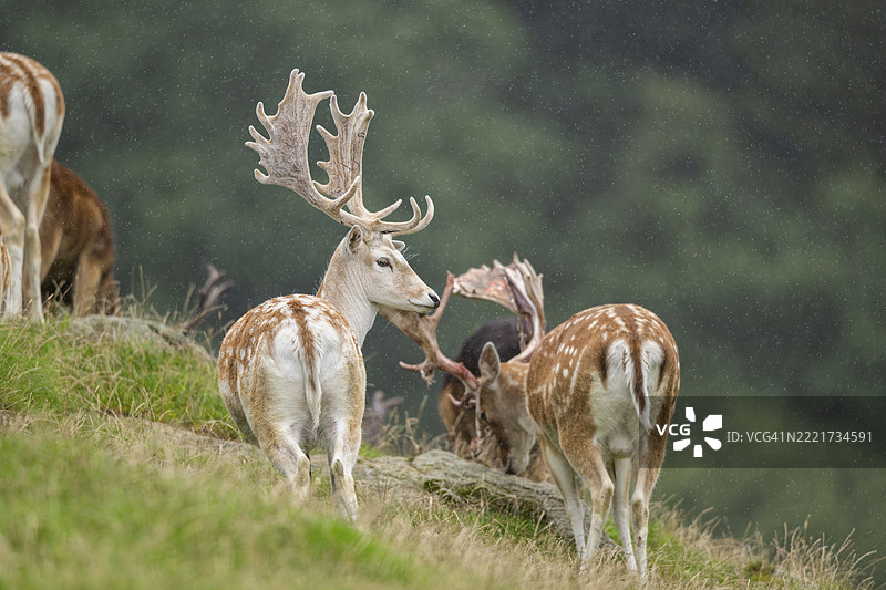 欧洲梅花鹿(Dama dama)雄鹿在草地上,蒂罗尔,基茨比厄尔,奥拉赫野生动物园,奥地利,欧洲图片素材