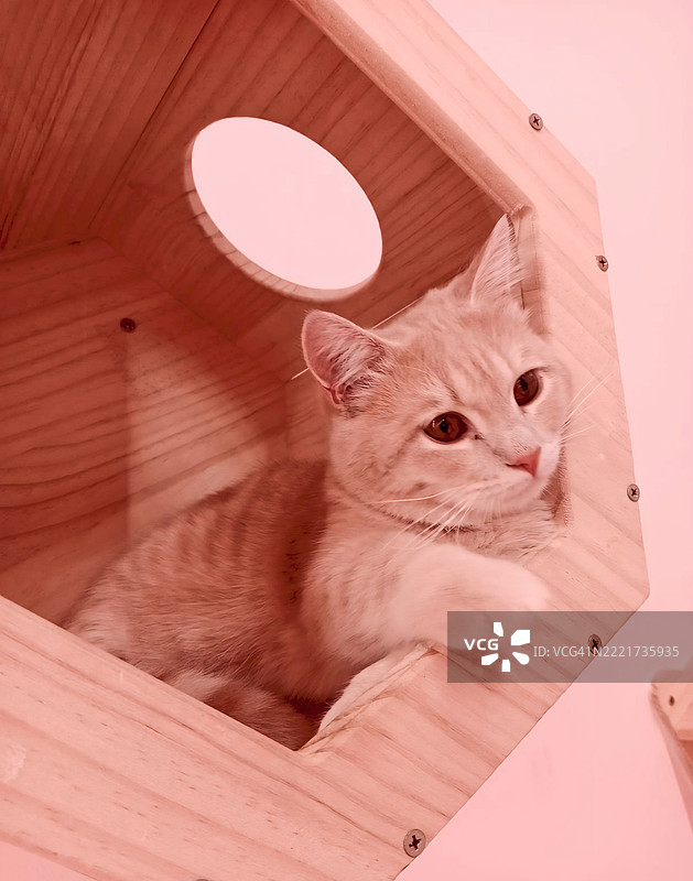 高角度视图的猫坐在地板上图片素材