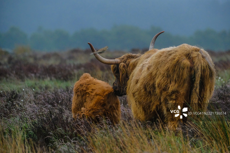 一群奶牛，贝克威尔，英国，英国图片素材