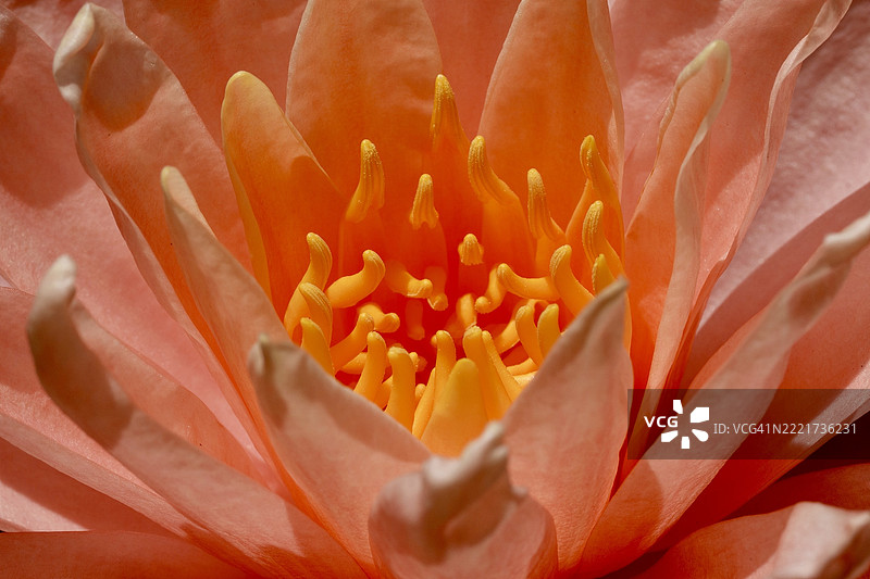 橙色花朵的特写，哈里斯县，德克萨斯州，美国图片素材