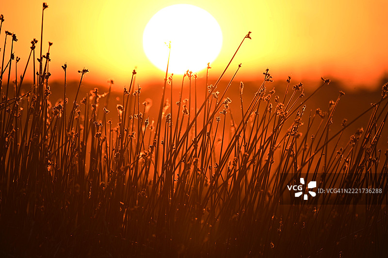 植物剪影在橙色天空下的田野特写，萨斯卡通，萨斯喀彻温省，加拿大图片素材